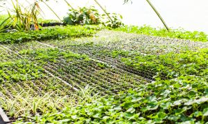 The insider’s guide to healthy Hawaii: growing your own groceries