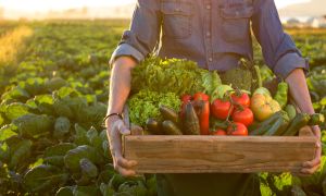 Should you be worried about GMOs?