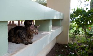 Hawaii’s feral cats could harm your health