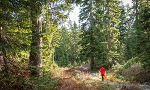 5 surprising ways nature can improve your health