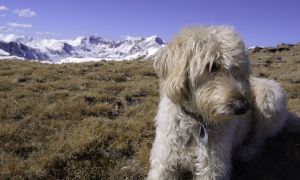 That Labradoodle May Not Be Hypoallergenic After All