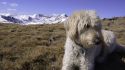 That Labradoodle May Not Be Hypoallergenic After All