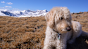That Labradoodle may not be hypoallergenic after all
