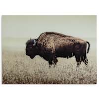Brutus Wall Art 48.00 Brutus Wall Art 48.00