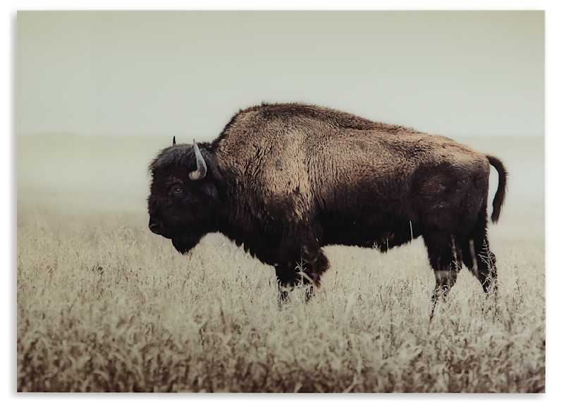 Brutus Wall Art 48.00 Brutus Wall Art 48.00