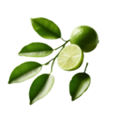 Kaffir limoenblad