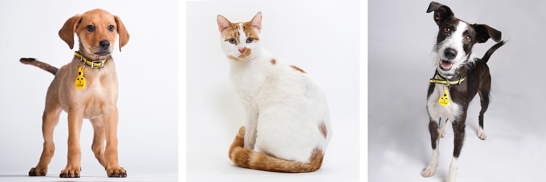 Approved Pets