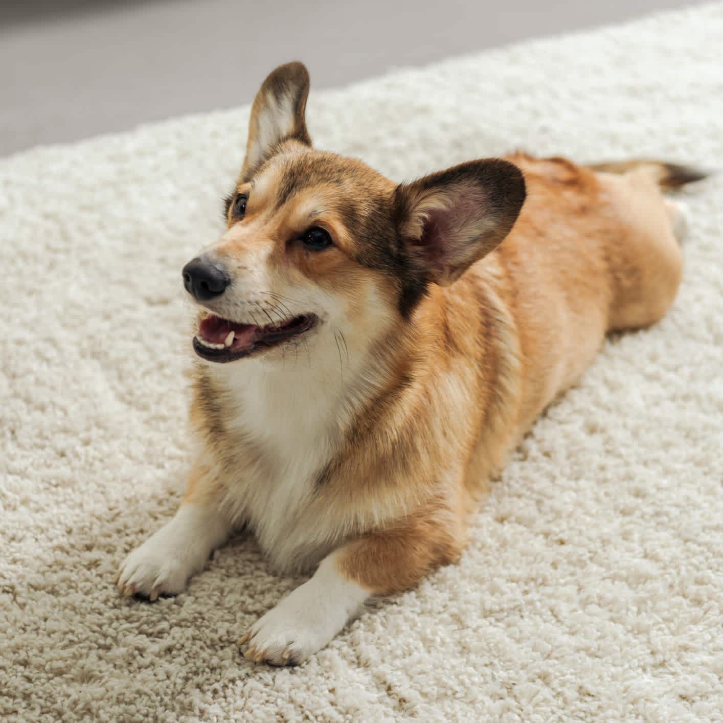 How to remove muddy stains from a mat or carpet