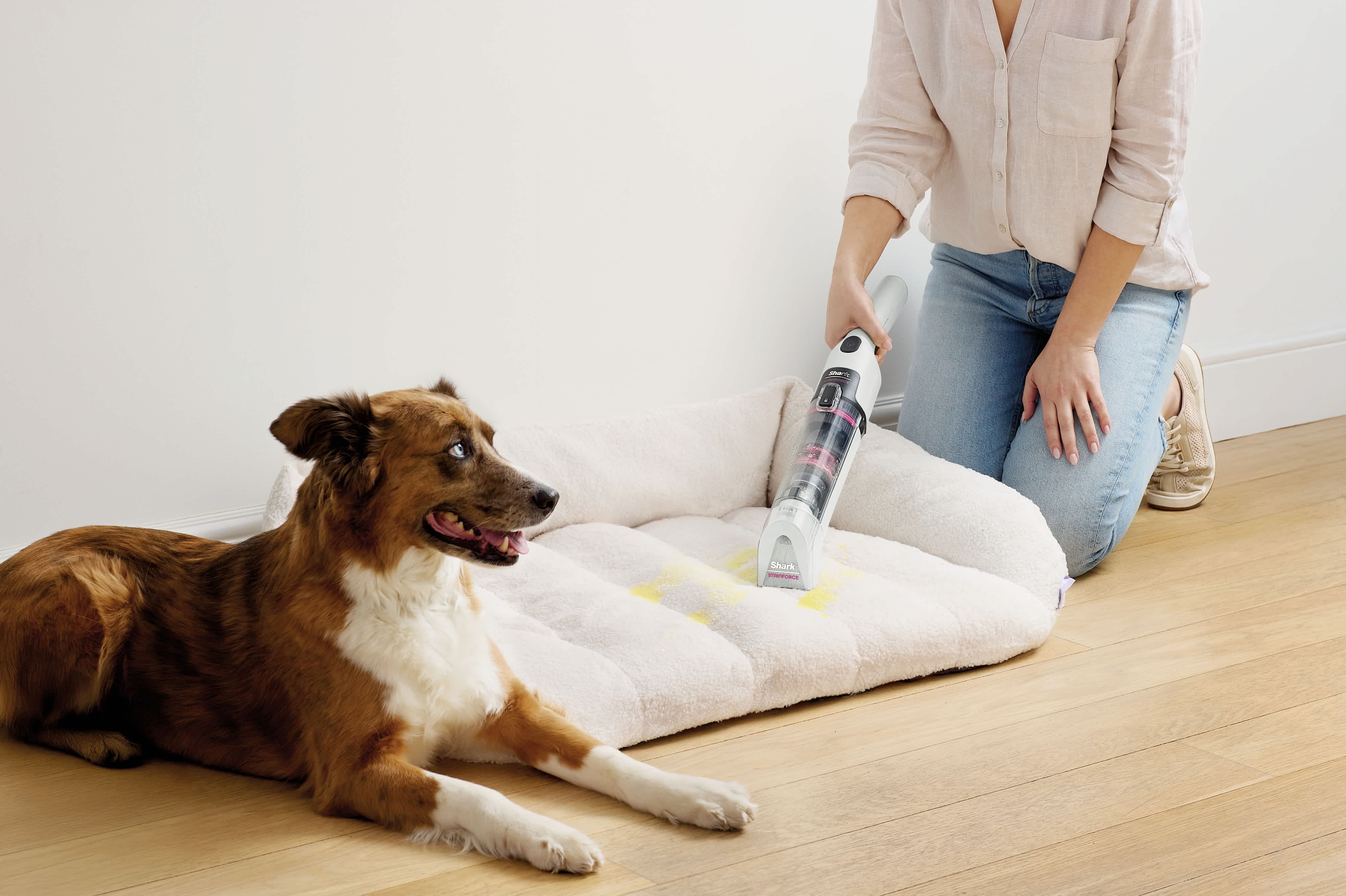 Une personne utilise un aspirateur à main sans fil Shark StainForce pour nettoyer les déversements sur le panier d'un chien