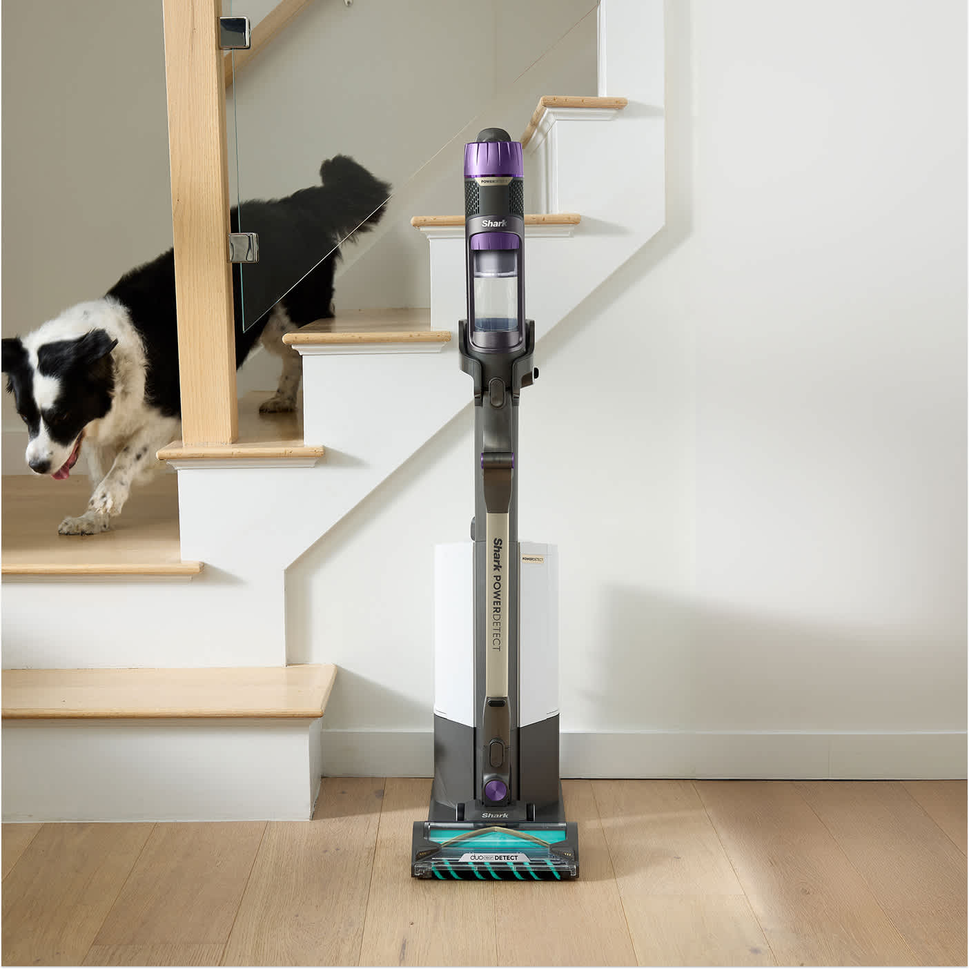 Aspirateur sans fil Shark PowerDetect sur la station de charge avec un chien descendant les escaliers en arrière-plan