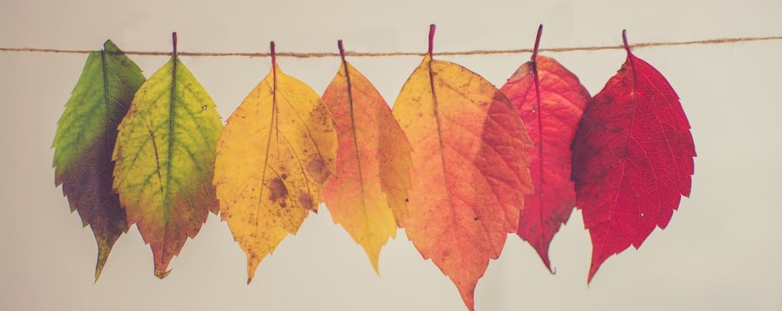 Turning over a new leaf - Recommend, Represent, Recover. - news article image