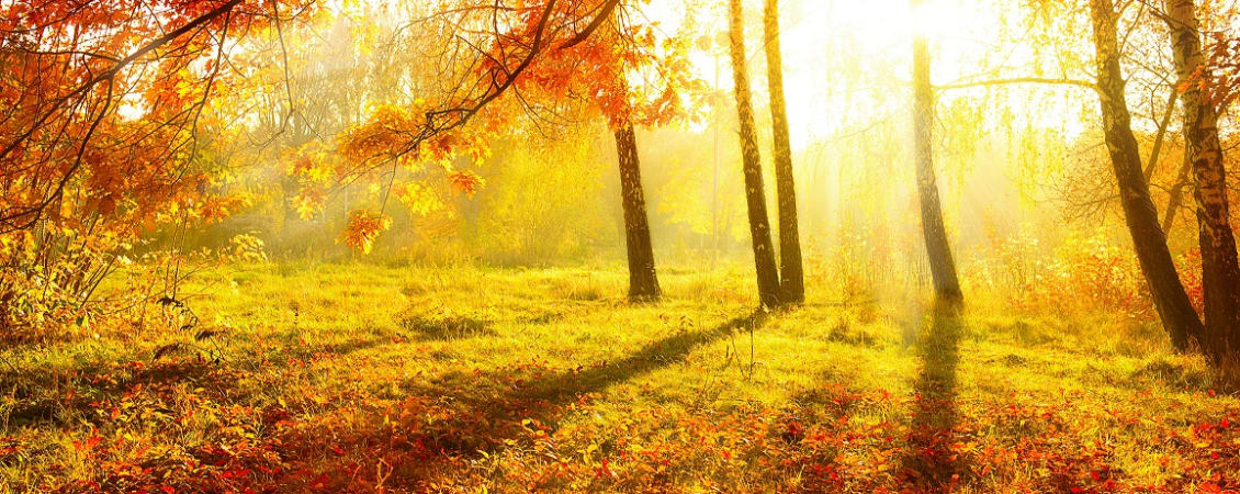 Turning over a new leaf -Revise, Revaluate, Repay - news article image