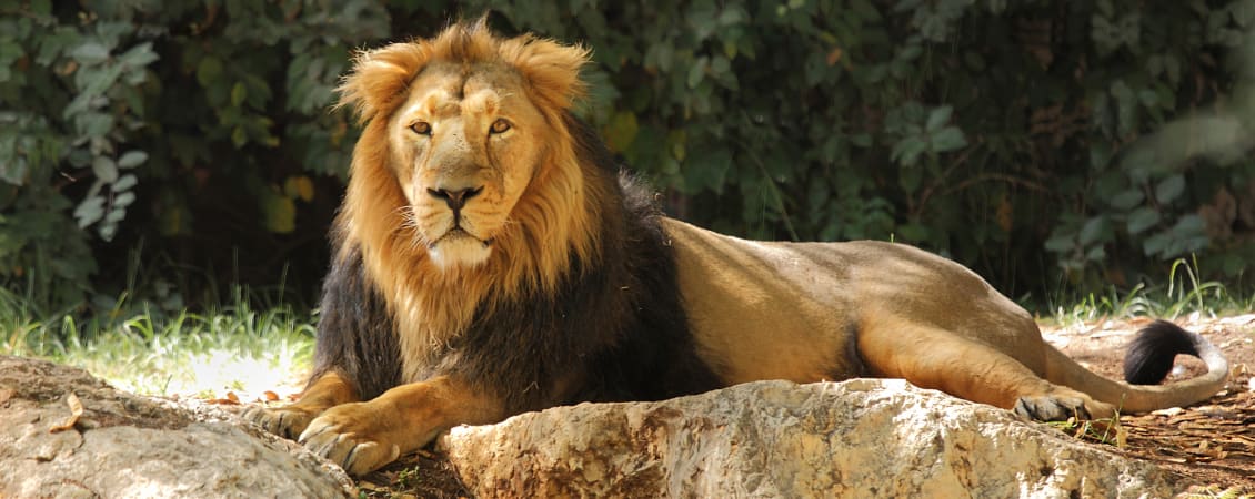 Shaw Gibbs join forces with Cancer Research UK to deliver a CPD seminar at London Zoo - news article image