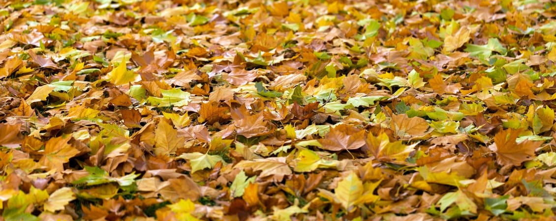 The Autumn Winter or Spring Statement… - news article image