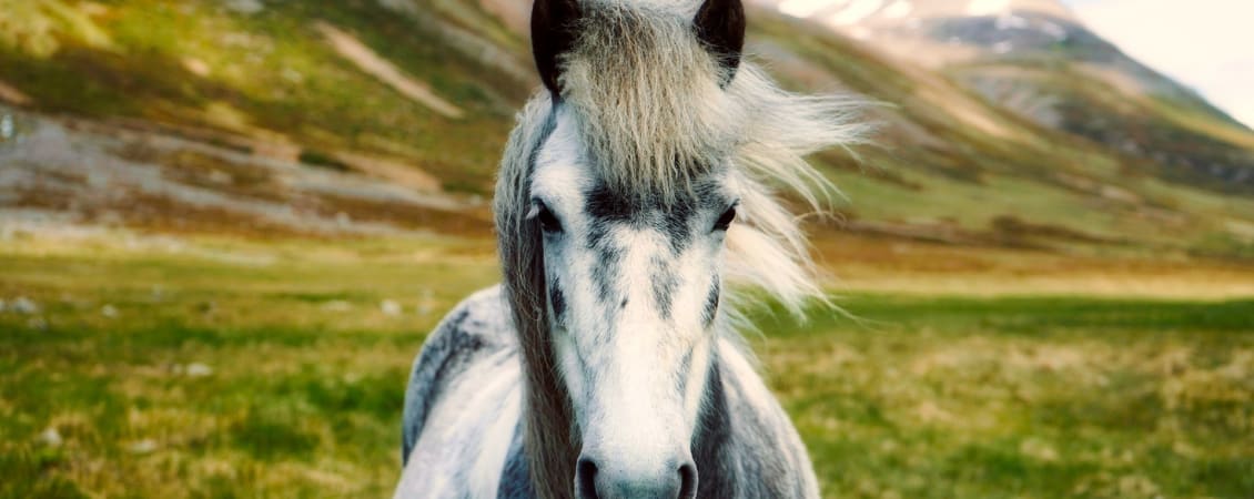 Different horses for different courses - news article image