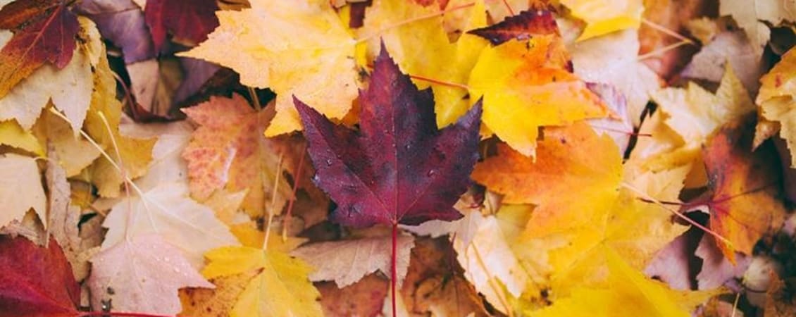 Turning over a new leaf - news article image