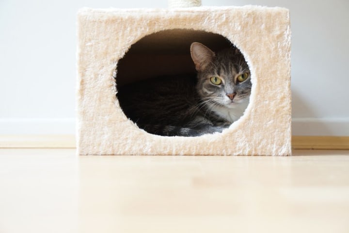 Cat-in-box-shaped-hideaway.jpg