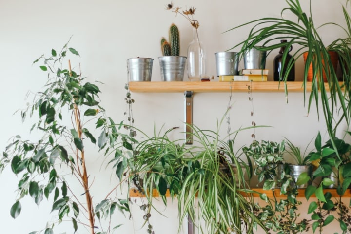 Floating shelves with green plants