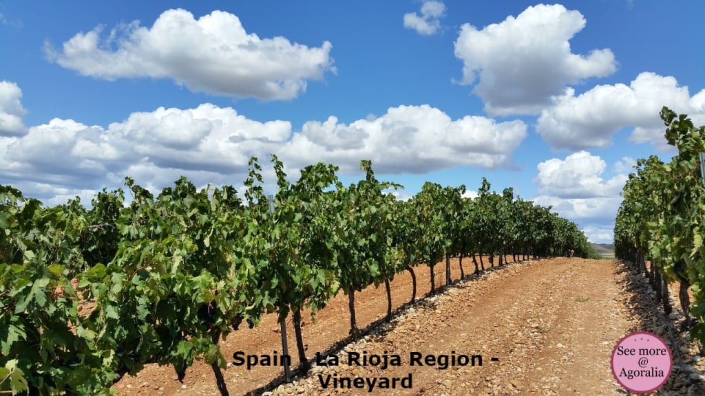 Spain-La-Rioja-Region-Vineyard