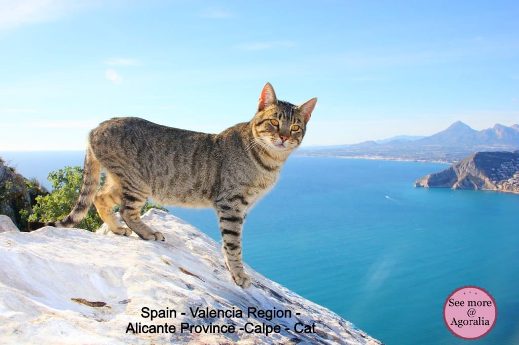 Spain-Valencia-Region-Alicante-Province-Calpe-Cat