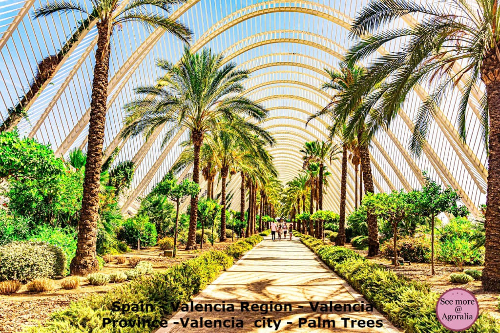 Spain-Valencia-Region-Valencia-Province-Valencia-city-Palm-Trees