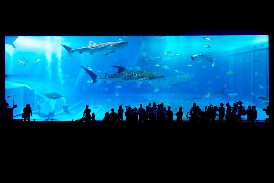 Japan-Okinawa-Churaumi-Aquarium