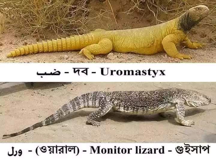 RE: সান্ডা আর গুইসাপ কি এক?