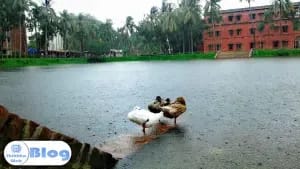 DU-Shahidullah-Hall-Pond.jpg