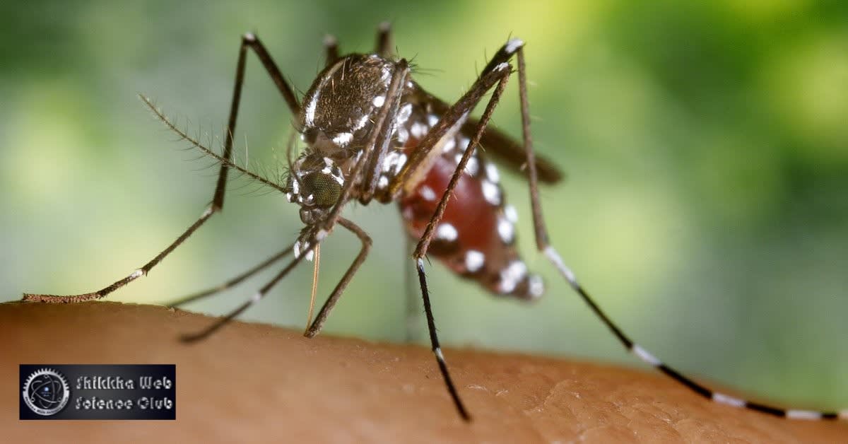 এডিস মশা: ভয়ংকর মশার গল্প
