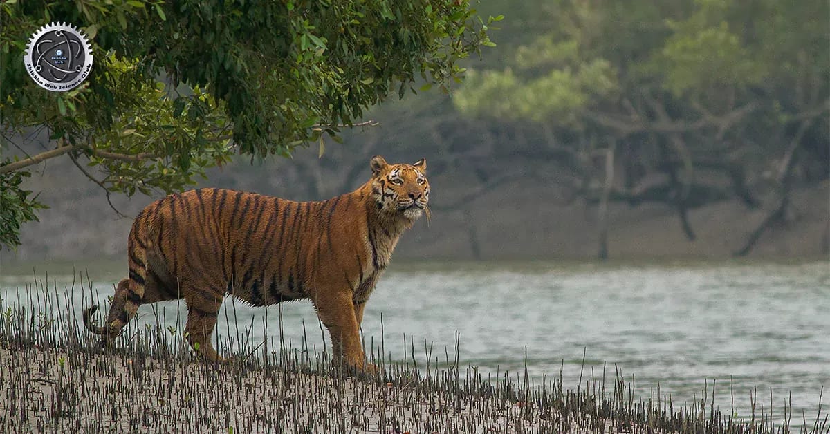১৪ই ফেব্রুয়ারি ‘জাতীয় সুন্দরবন দিবস’
