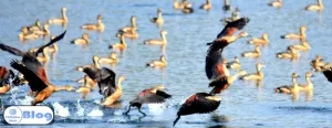 Guest Birds