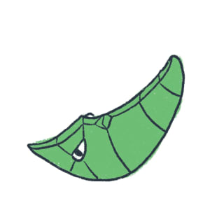 metapod