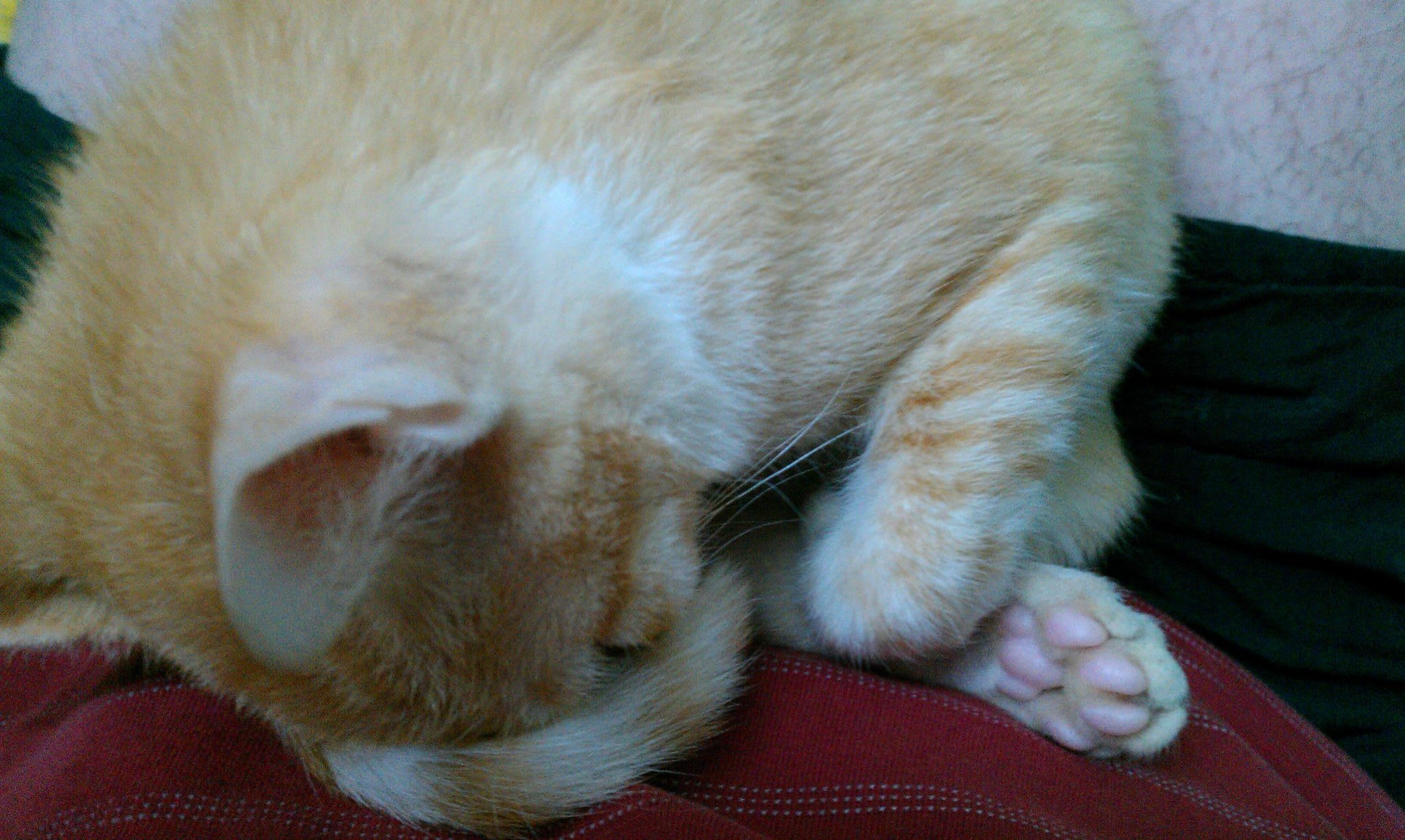 Hoshi - American Shorthair Cat in Vietnam