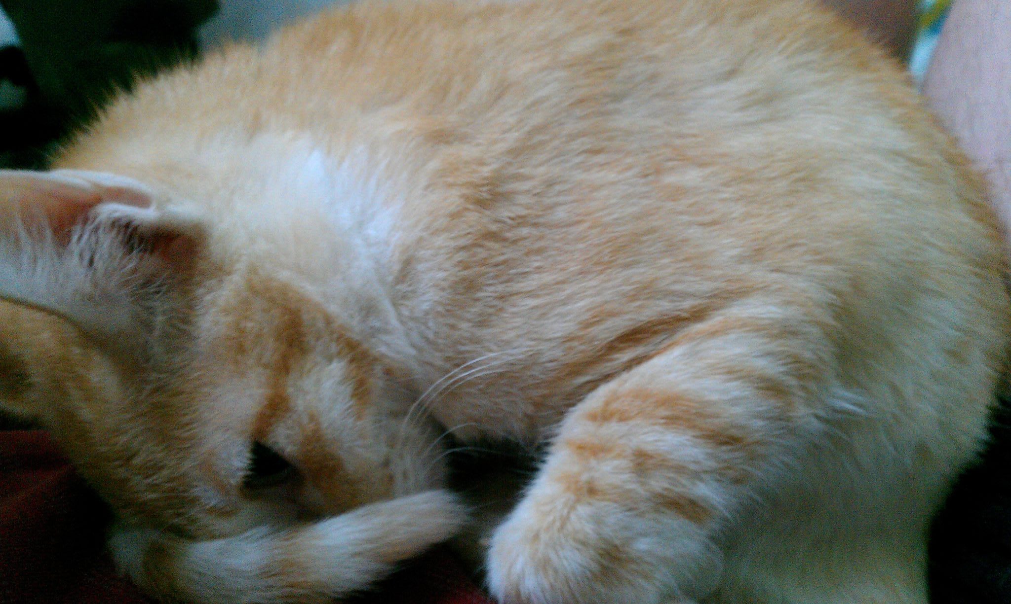 Hoshi - American Shorthair Cat in Vietnam