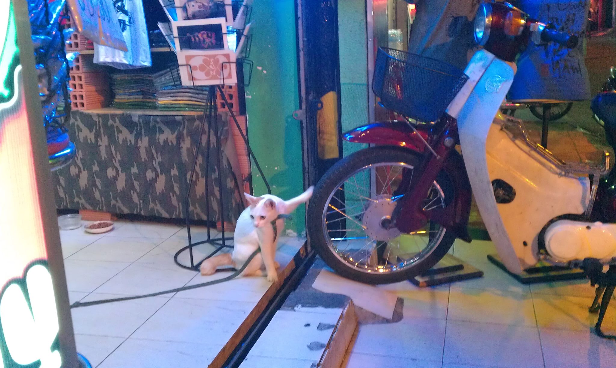 American Shorthair Cat in Vietnam