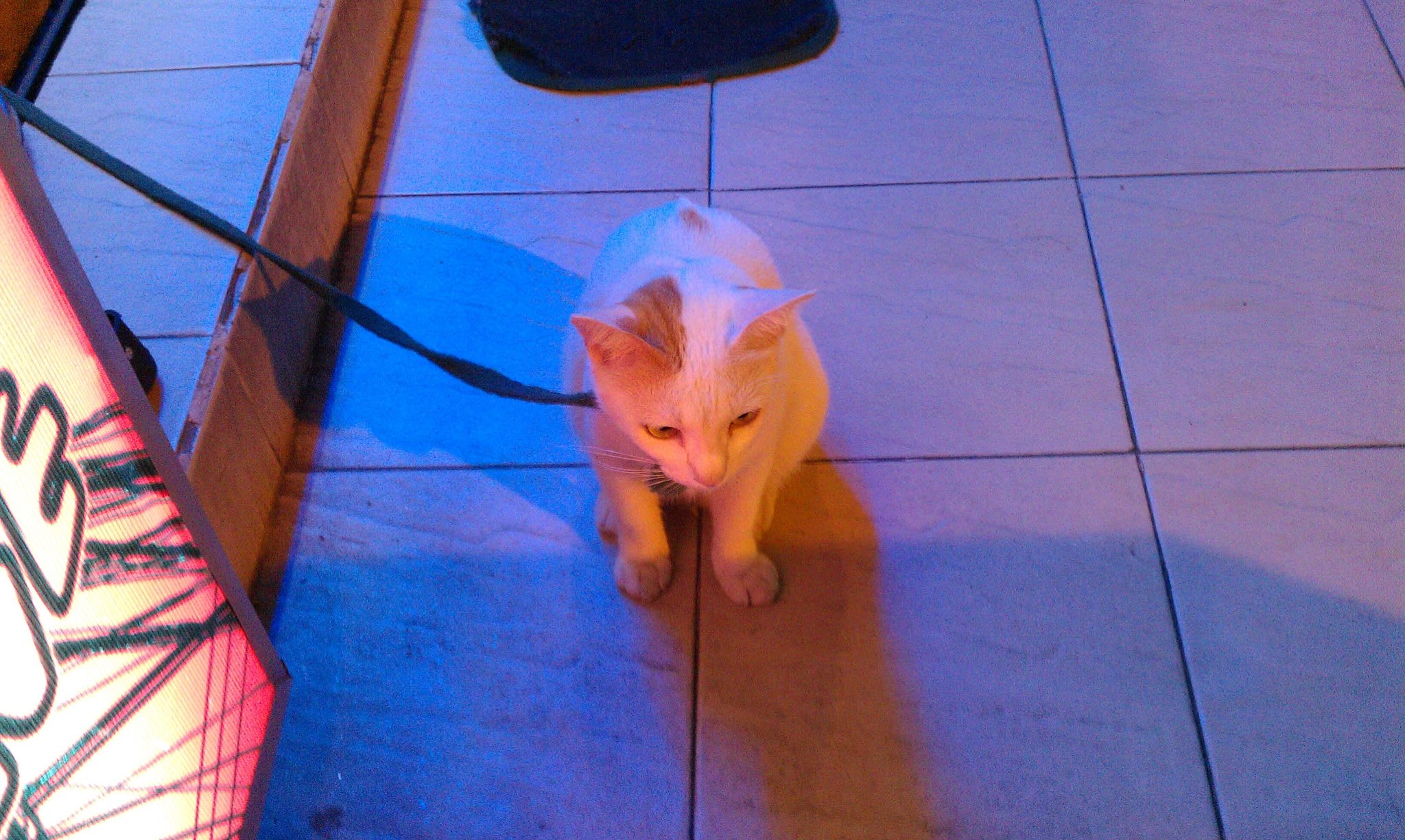American Shorthair Cat in Vietnam