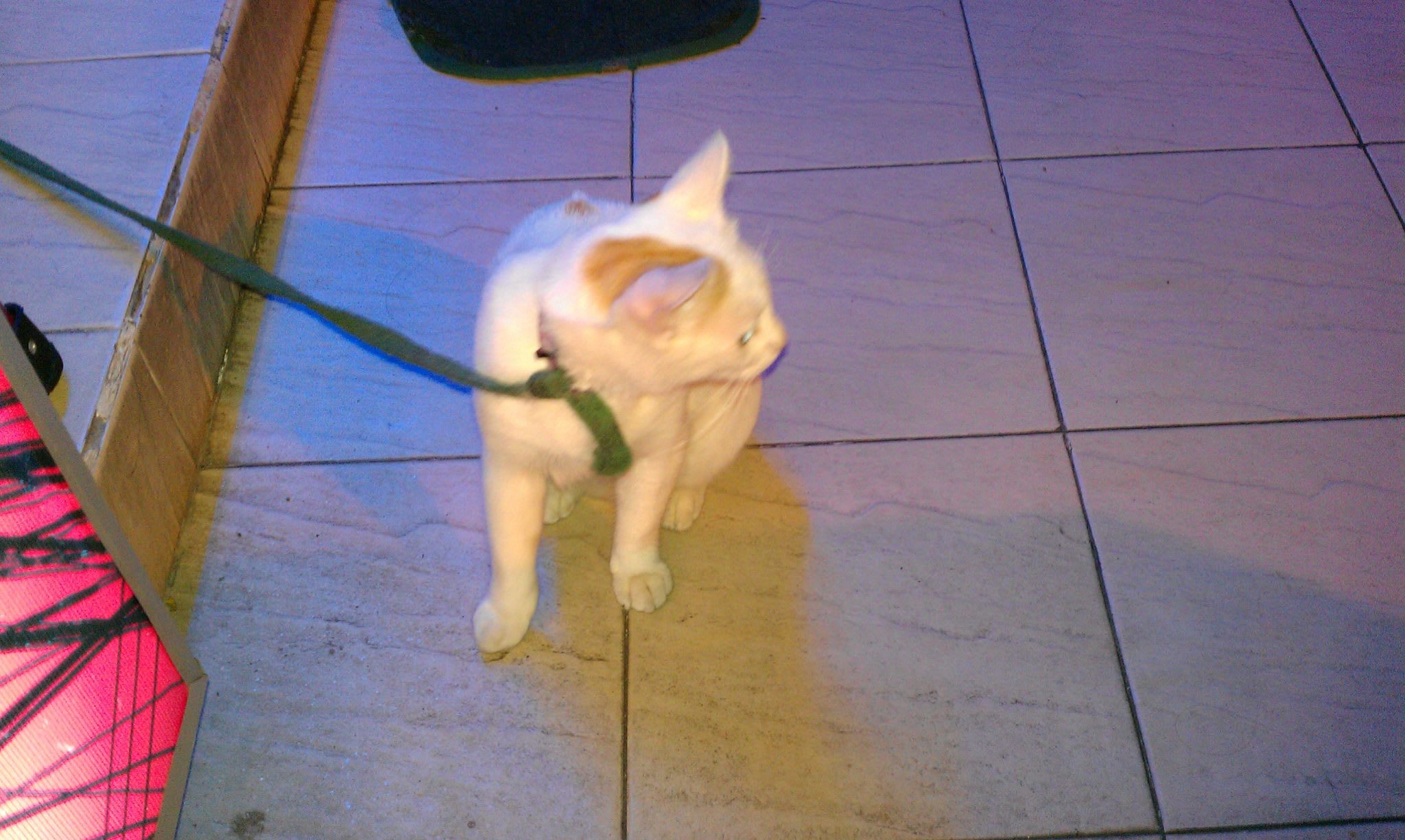 American Shorthair Cat in Vietnam