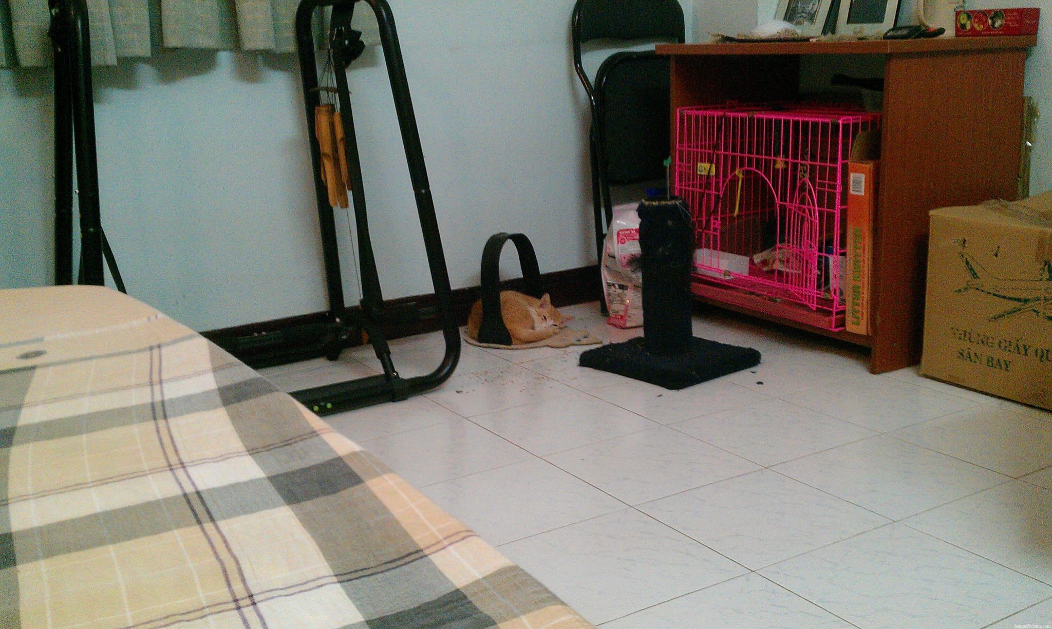 Hoshi's play area