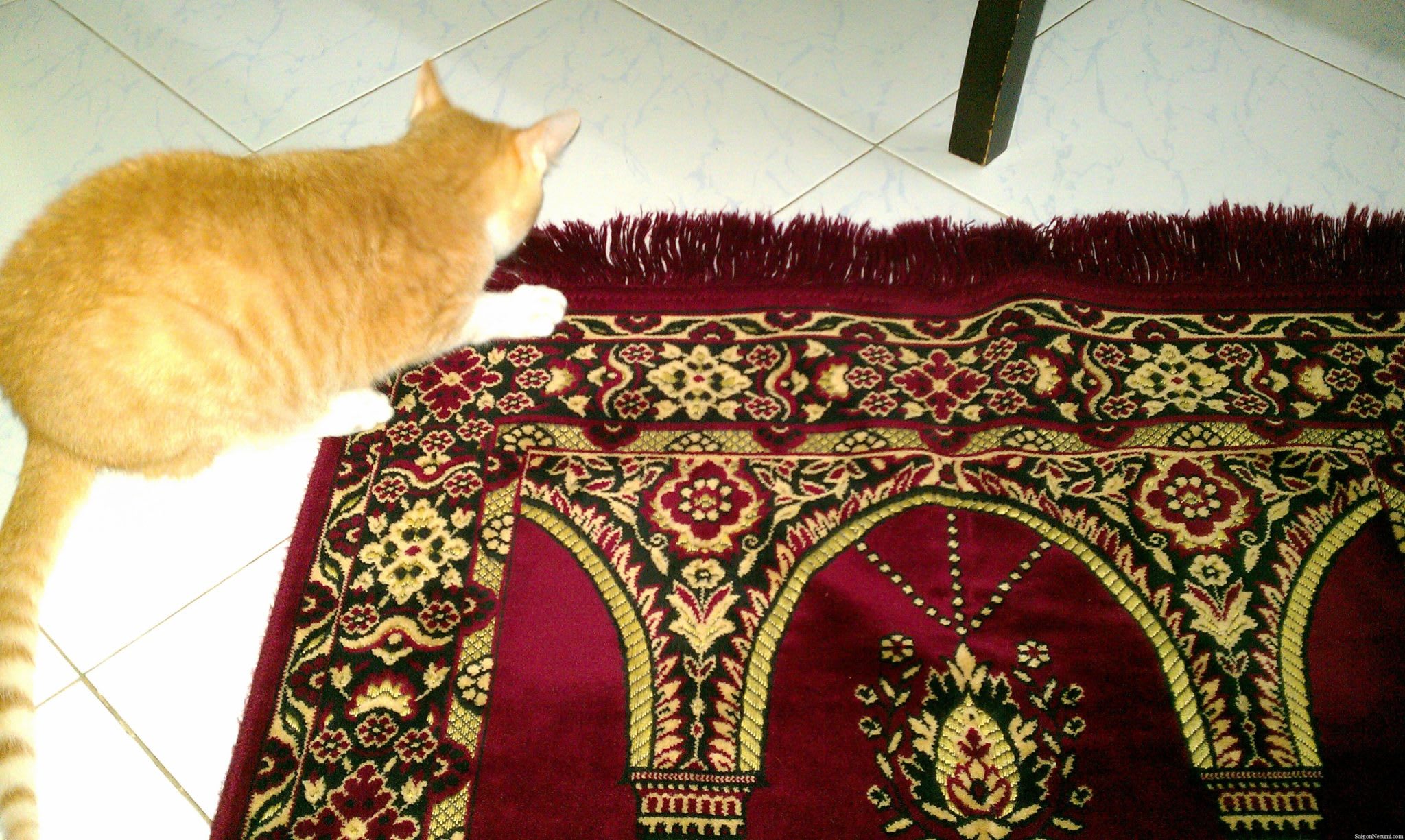 Hoshi on prayer rug
