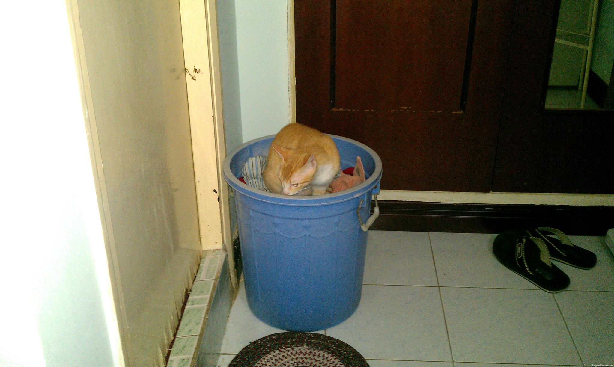 Hoshi, my American shorthair cat in laundry basket