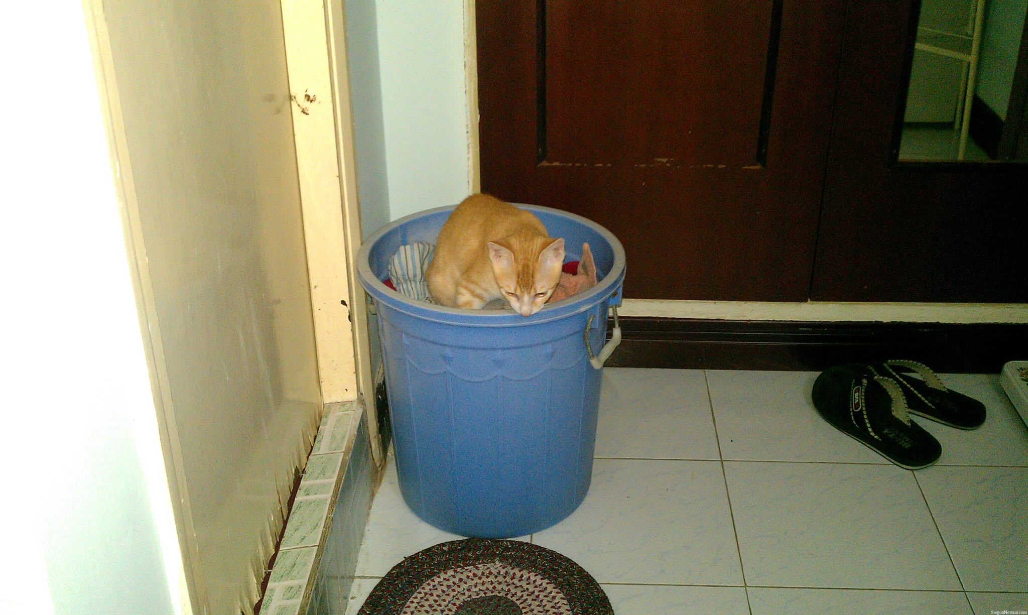 Hoshi, my American shorthair cat in laundry basket