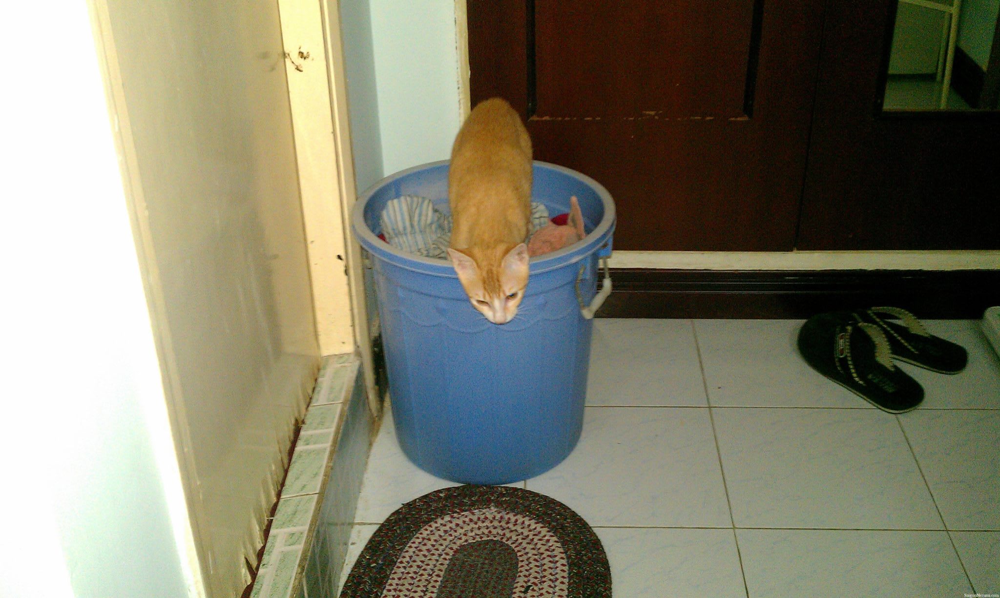 Hoshi, my American shorthair cat in laundry basket