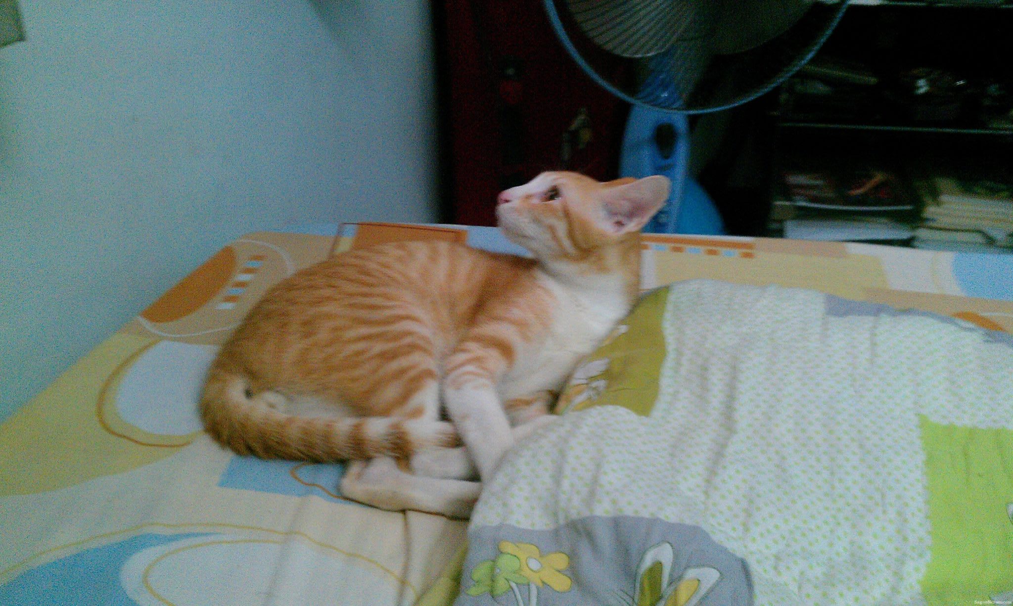 Hoshi sleeping on my bed