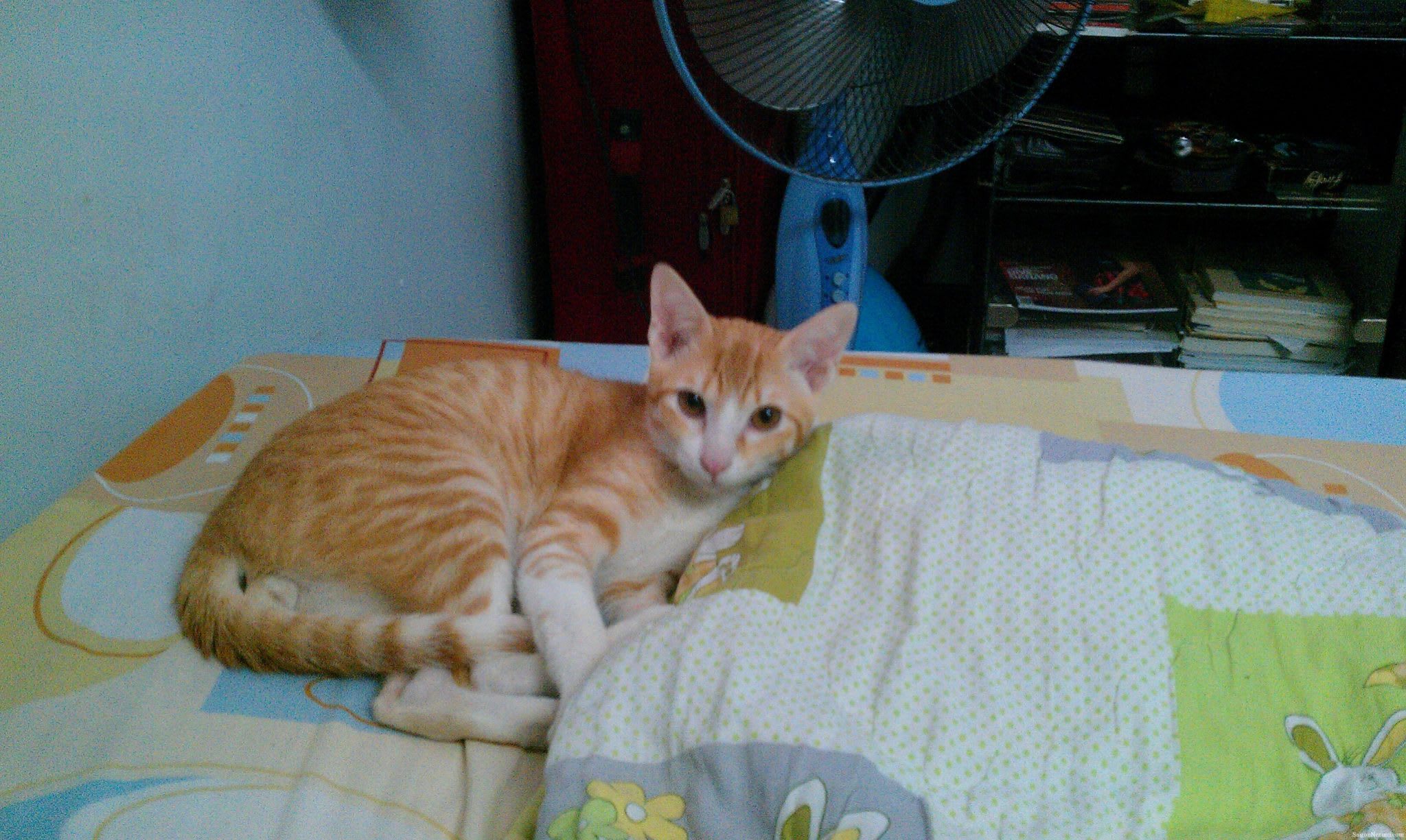 Hoshi looking at me