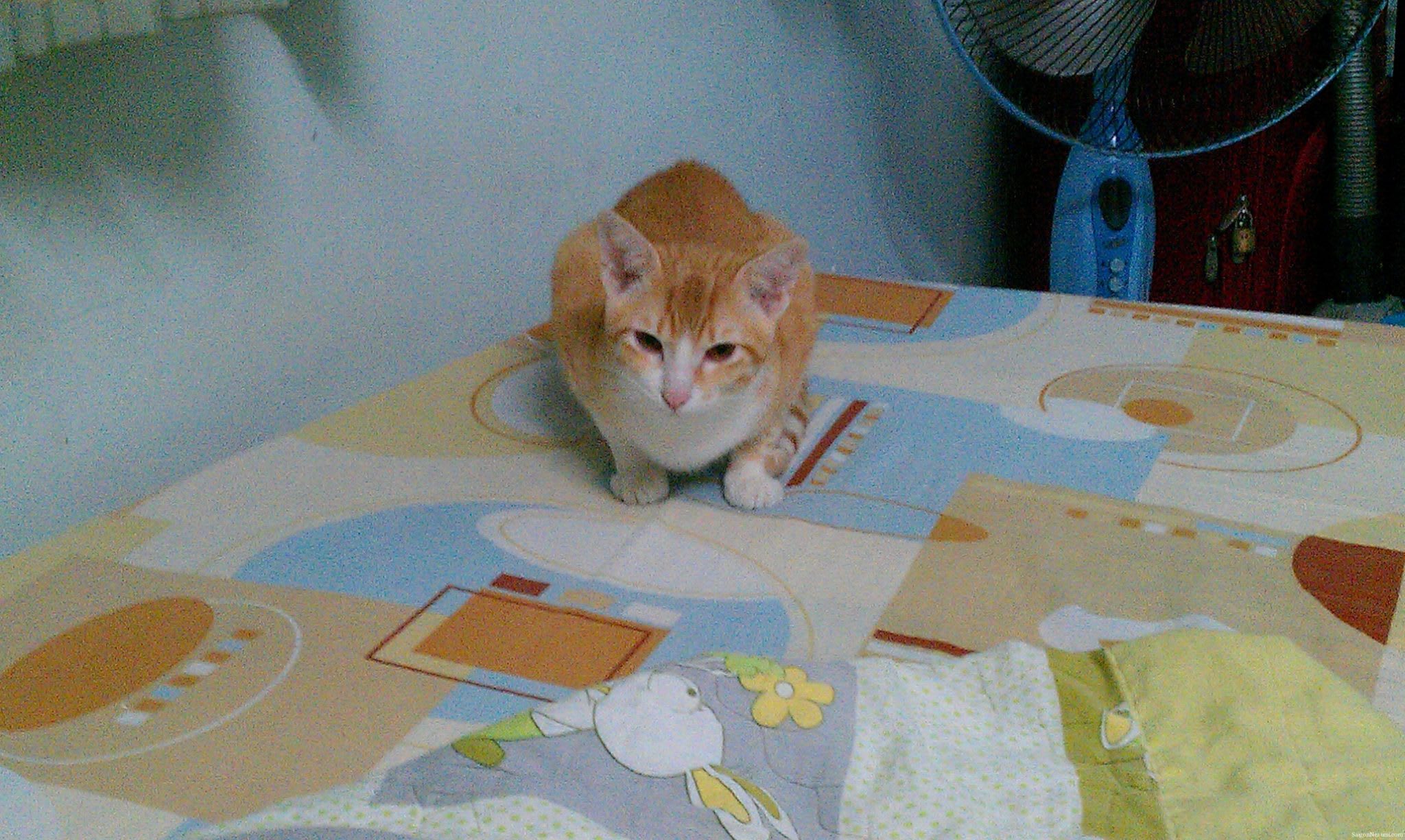 Hoshi just jumped on the bed, again