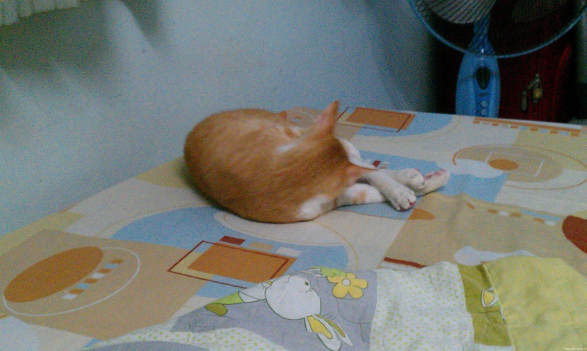 Hoshi sleeping again