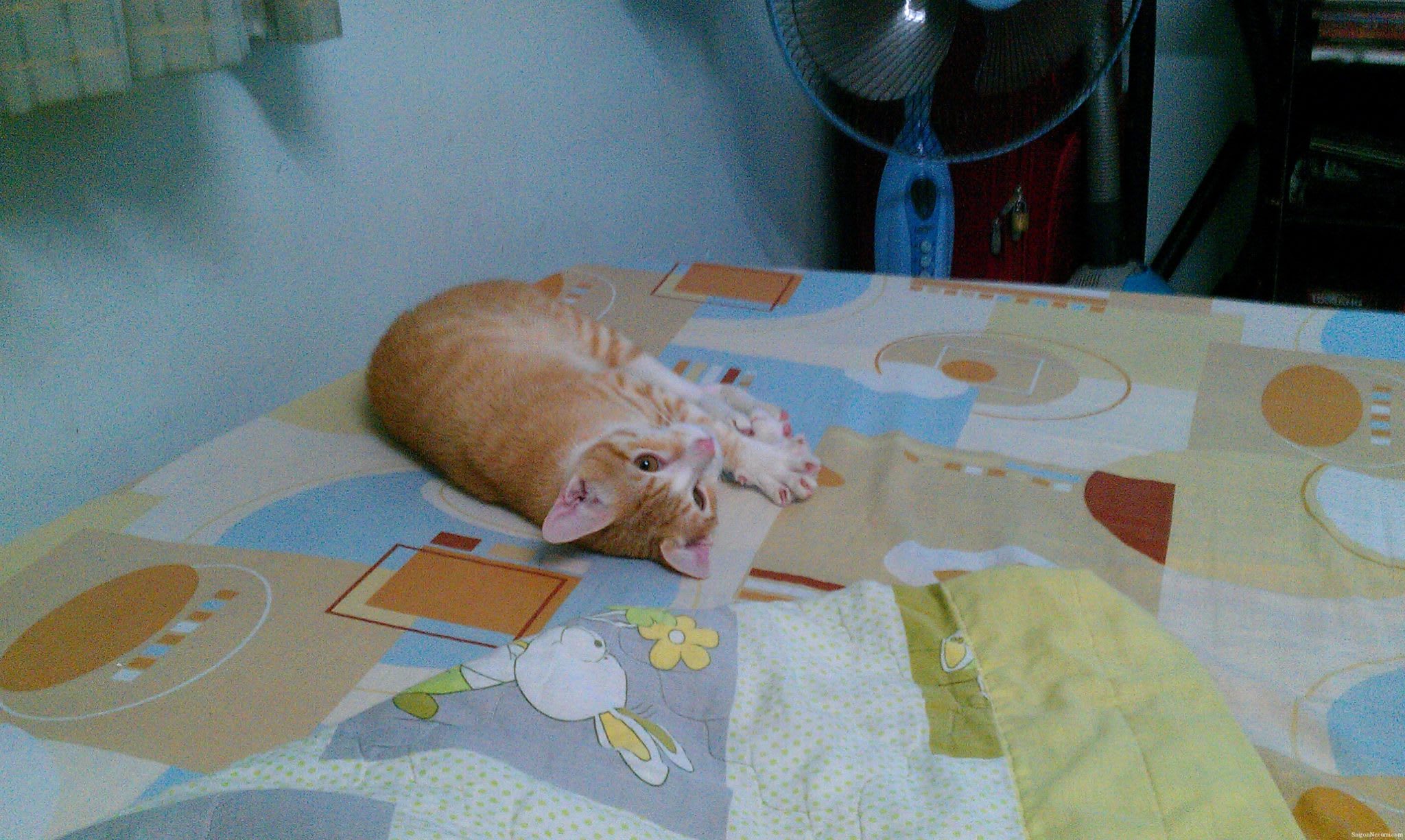 Hoshi
