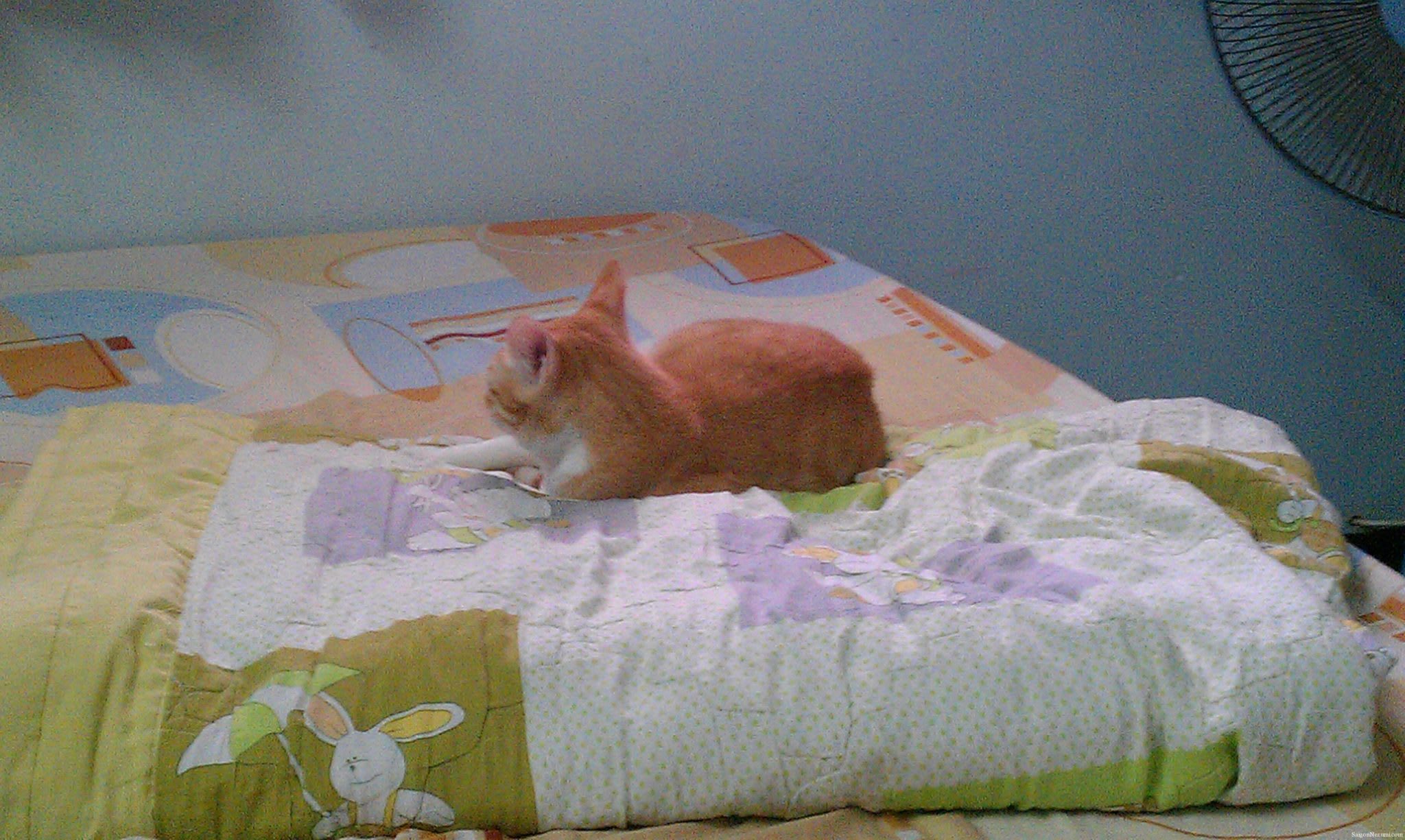 Hoshi now likes the blanket