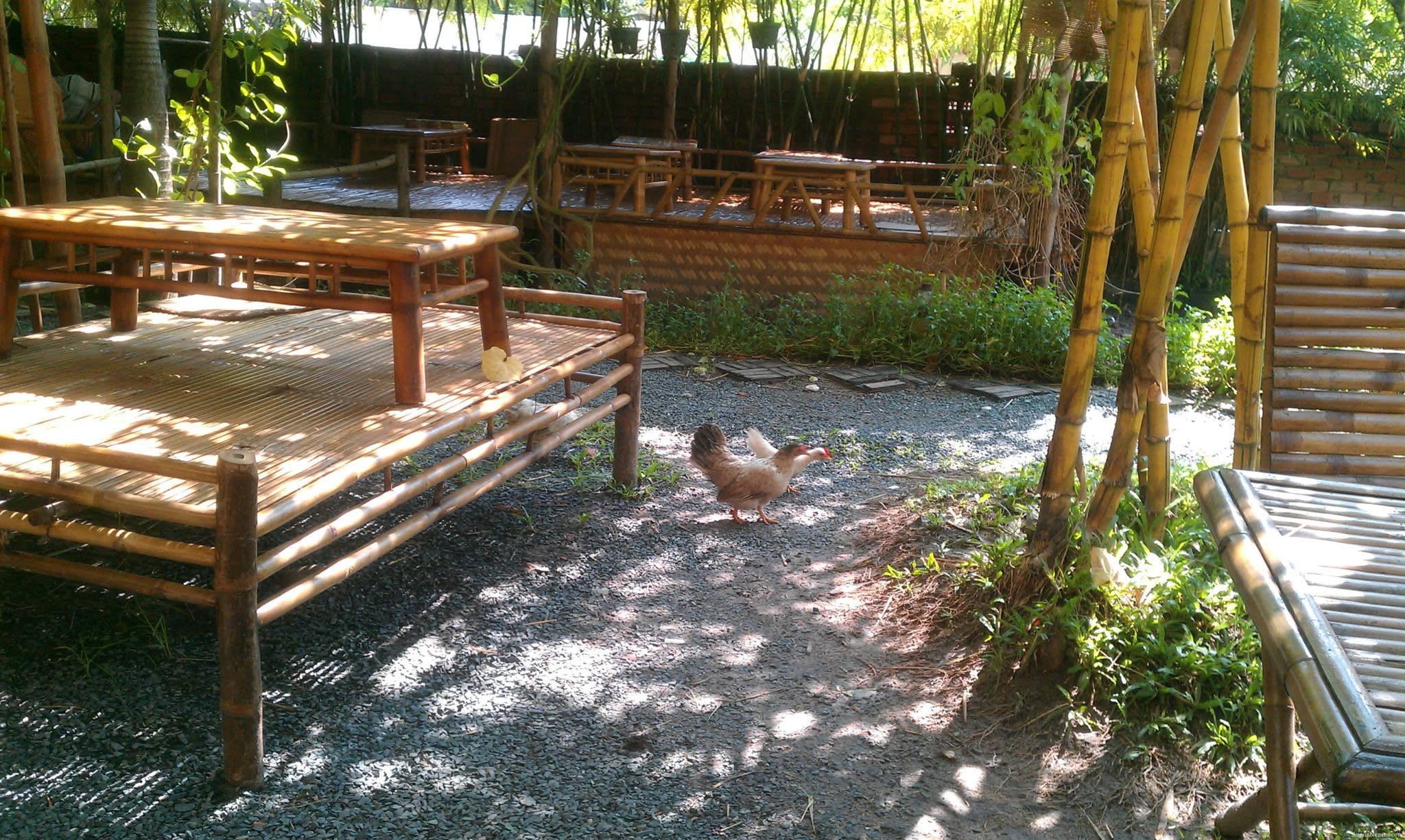 Chickens and baby chicks at Lang Coffeeshop - GoVap District