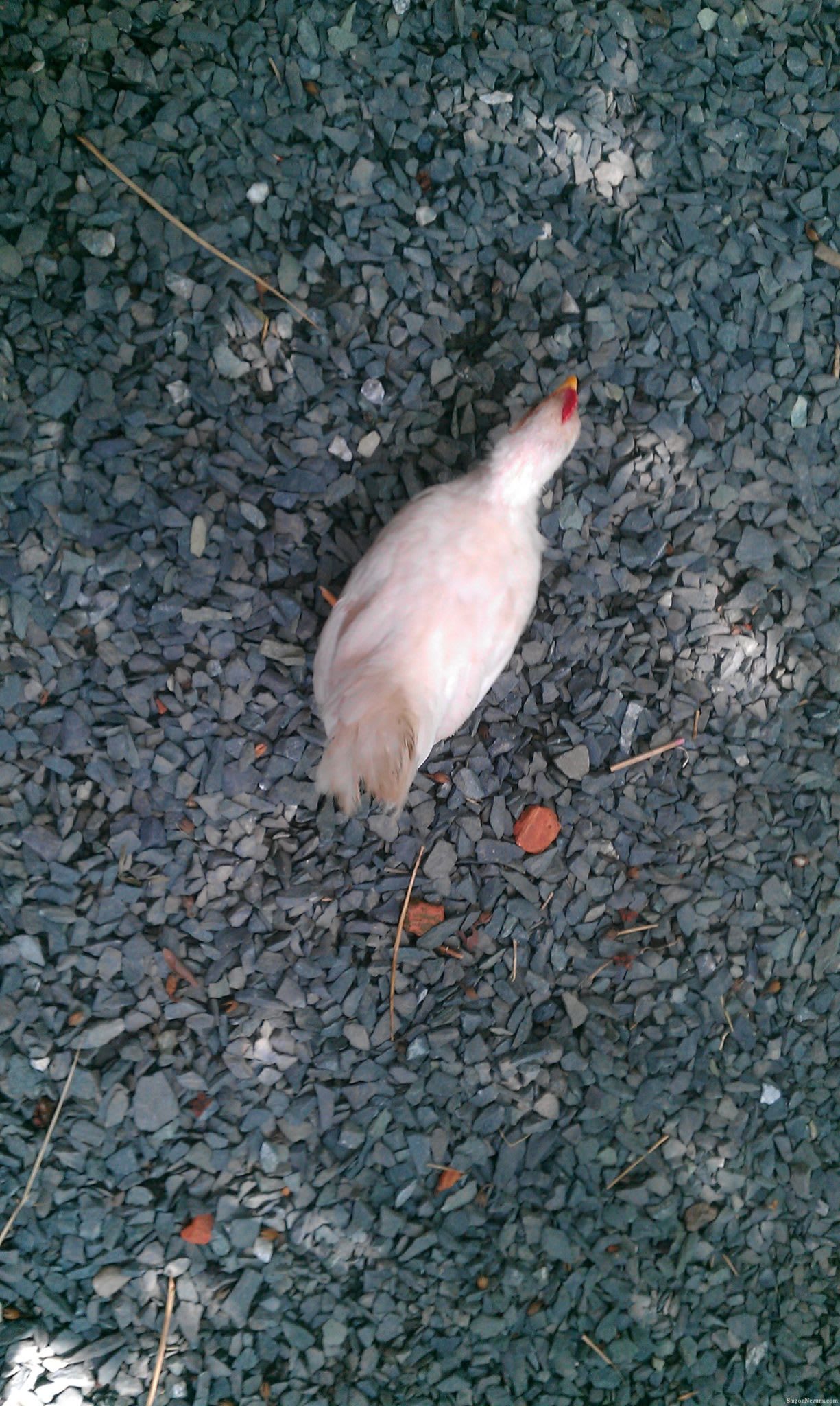 Chickens and baby chicks at Lang Coffeeshop - GoVap District